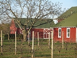 Buds ready to break at Peconic Bay Winery